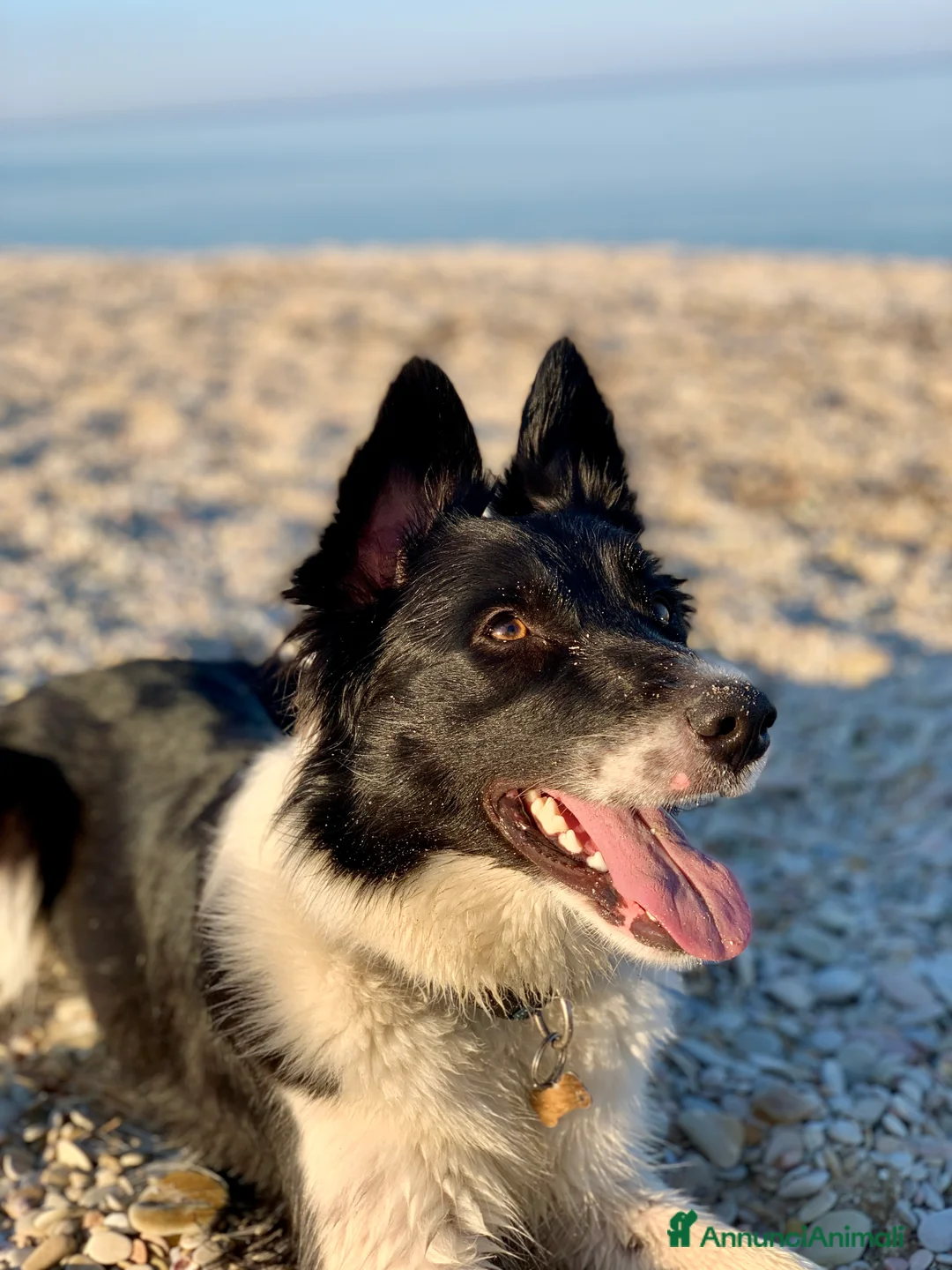 Border Collie cani per accoppiamento: Yuma cerca un fidanzato - Annuncio 4