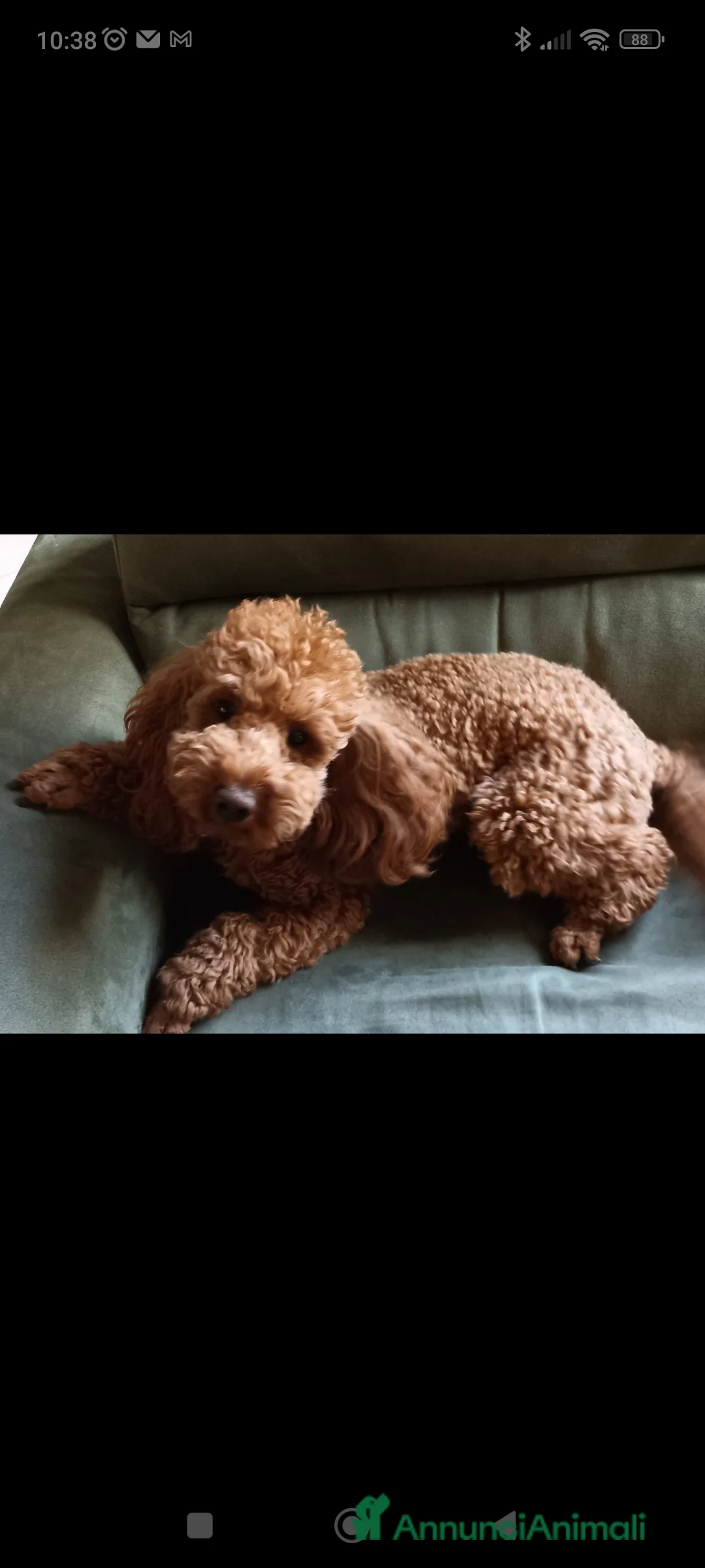 Barboncino cani in vendita: Barboncino nano red a Provincia di Arezzo - Annuncio 1