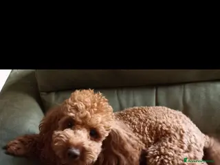 Barboncino cani Barboncino nano red - Annuncio 1