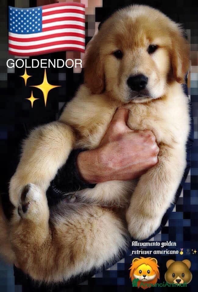 Golden Retriever cani CucciolataTop GOLDEN RETRIEVER LINEA AMERICANA100% - Annuncio 1