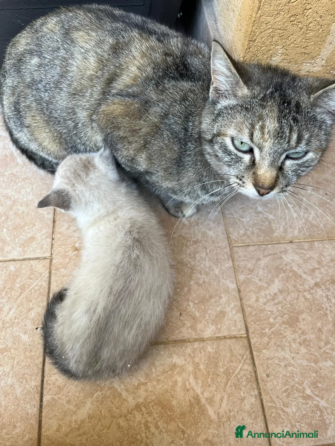 Siamese gatti in vendita: Gattina siamese di 1 mese circa  - Annuncio 7