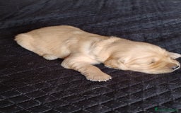 Golden Retriever cani in vendita: Cuccioli golden retrievers  a Metropolitan City of Cagliari - Immagine 3