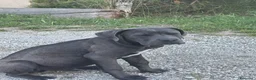 Cane Corso cani in vendita: Vendo cuccioli cane corso - Annuncio 3