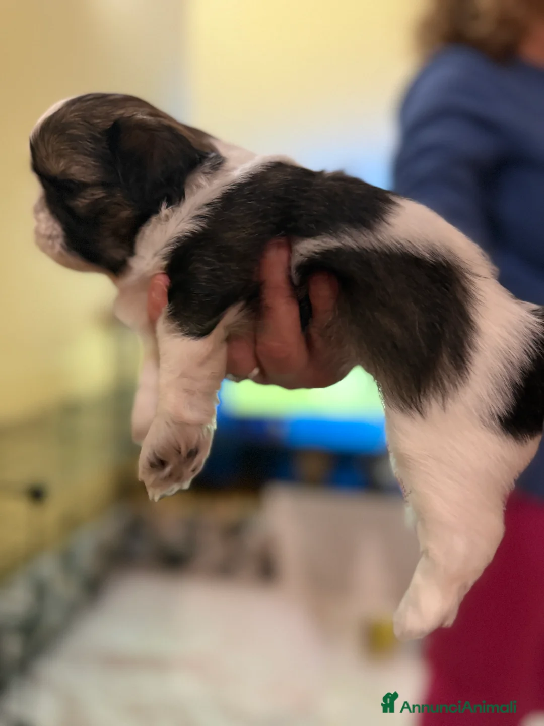 Shih Tzu cani in vendita: Vendita cuccioli Shih Tzu - Annuncio 2