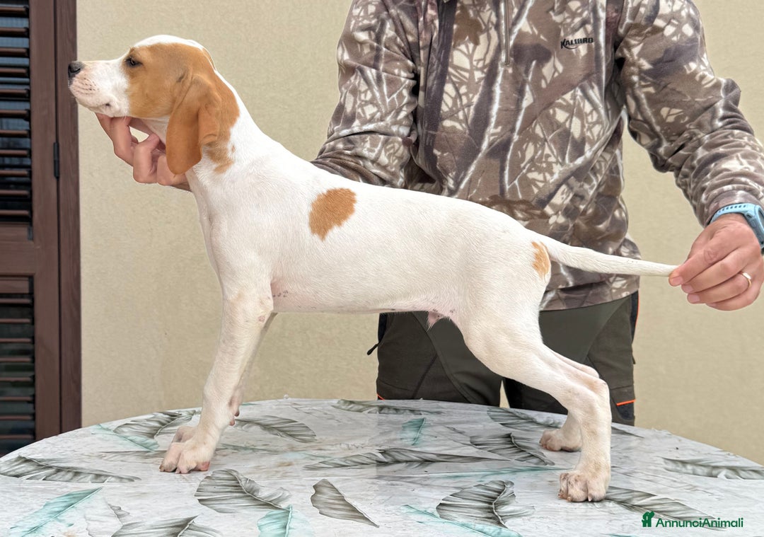 Pointer cani in vendita: Pointer inglese in prov di Ragusa - Annuncio 1