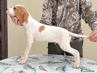 Pointer cani Pointer inglese in prov di Ragusa - Annuncio 6