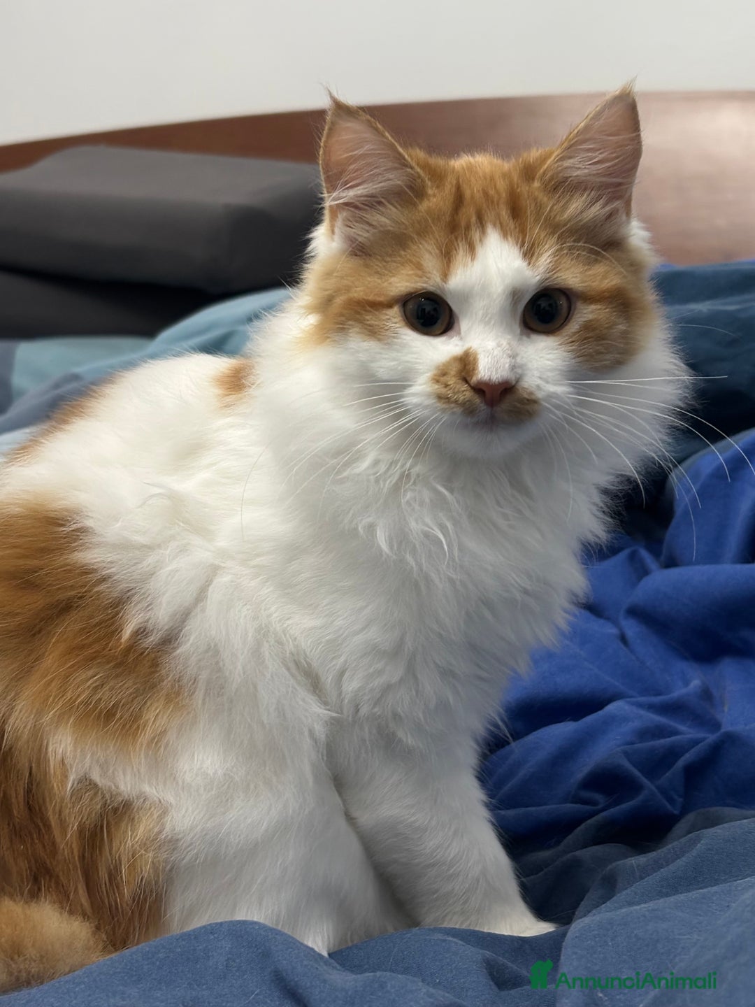 Siberiano gatti in vendita: Alma, bellissima gattina siberiana ipoallergenica - Annuncio 9