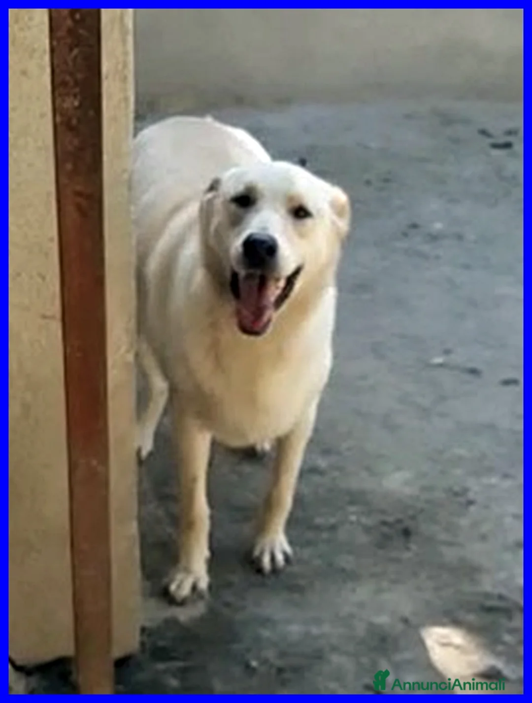 Meticcio cani in regalo: FOLK adorabile pacioccone! - Annuncio 5