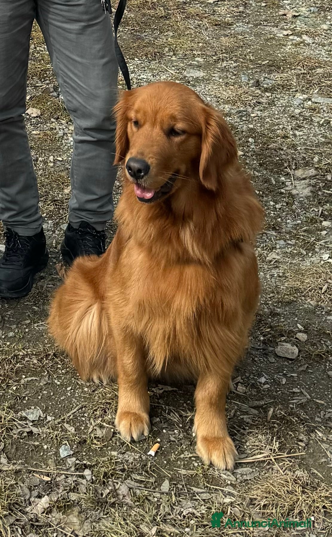 Golden Retriever cani Disponibili ultimi cuccioli di Golden Retriever  - Annuncio 8