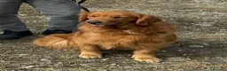 Golden Retriever cani in vendita: Disponibili ultimi cuccioli di Golden Retriever  - Annuncio 1