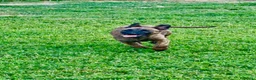 Pastore Olandese cani in vendita: Cuccioli di pastore olandese con pedigree - Annuncio 12