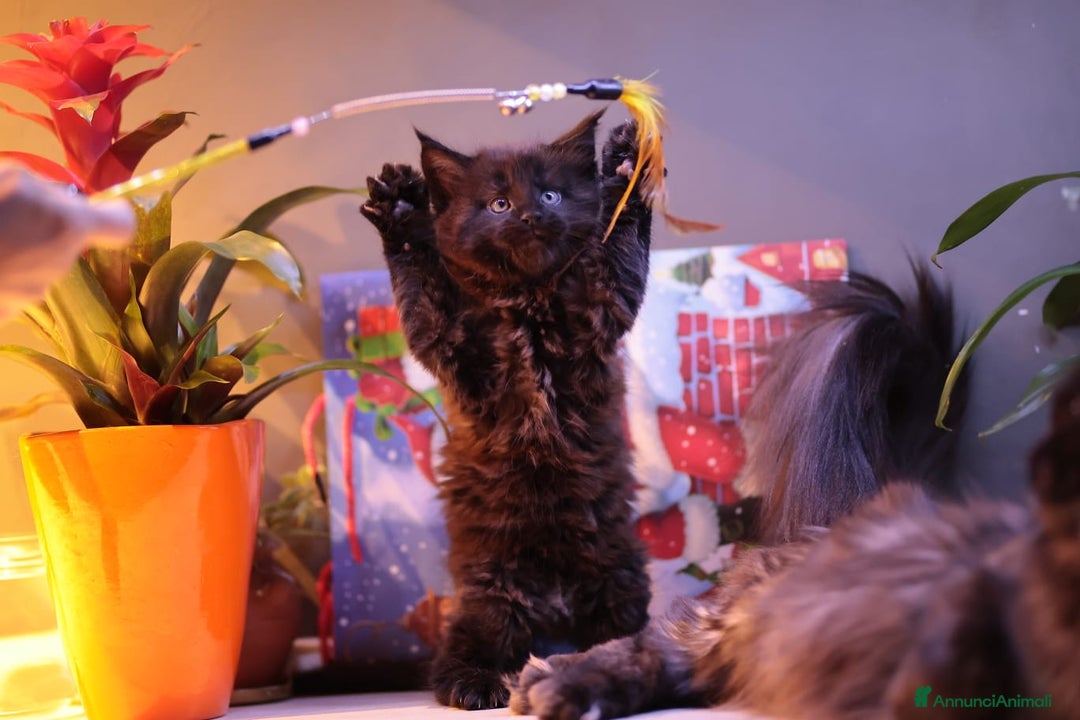 Maine Coon gatti in vendita: Cuccioli  - Annuncio 6