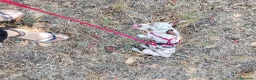 Chihuahua cani in vendita: Chiuahua merle - Annuncio 4