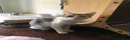 Meticcio gatti in regalo: Viola e Ciambella bellissime micine cercano casa! - Annuncio 11
