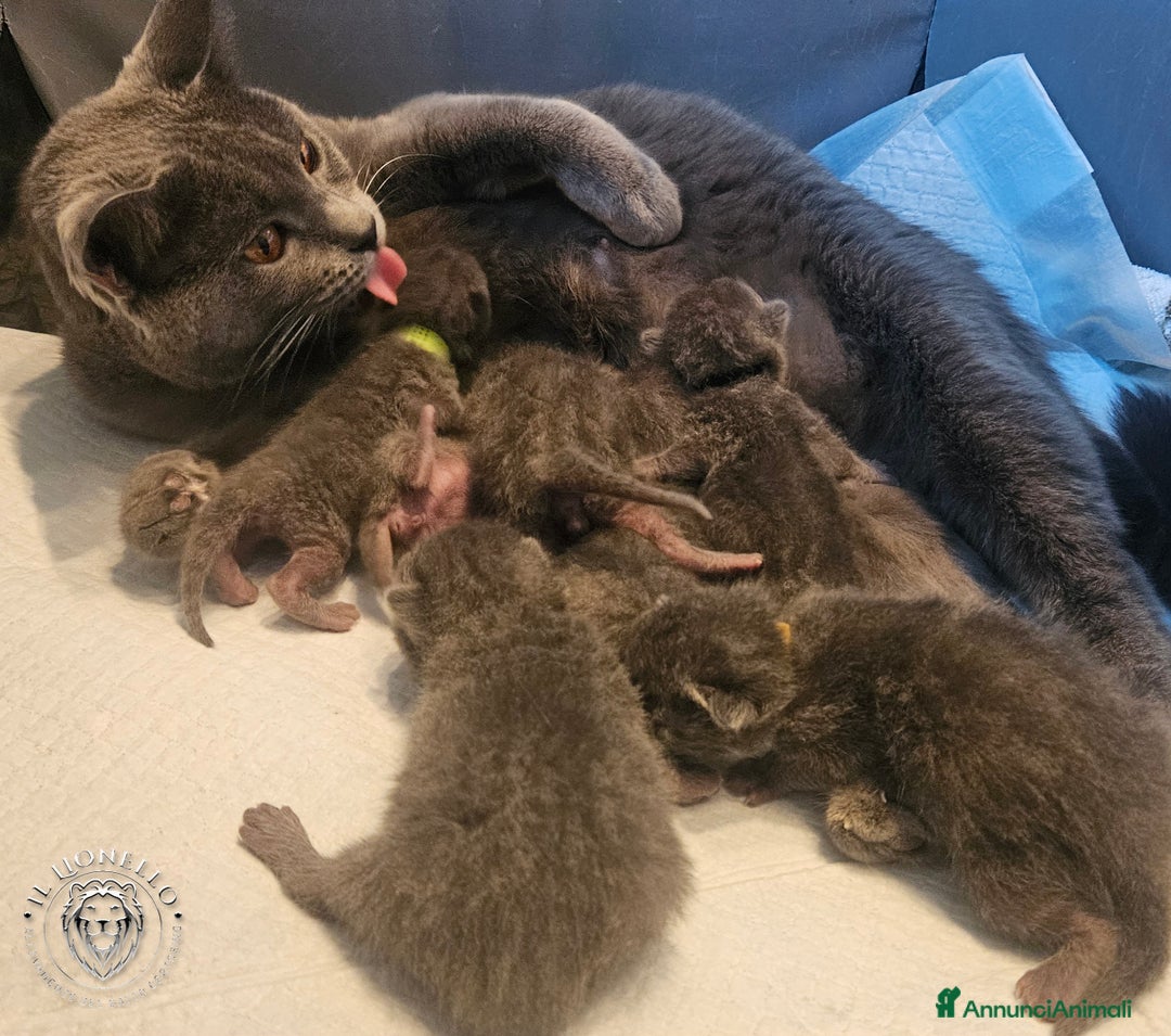 Certosino gatti in vendita: cuccioli di razza certosino  a Ente di decentramento regionale di Udine - Immagine 2