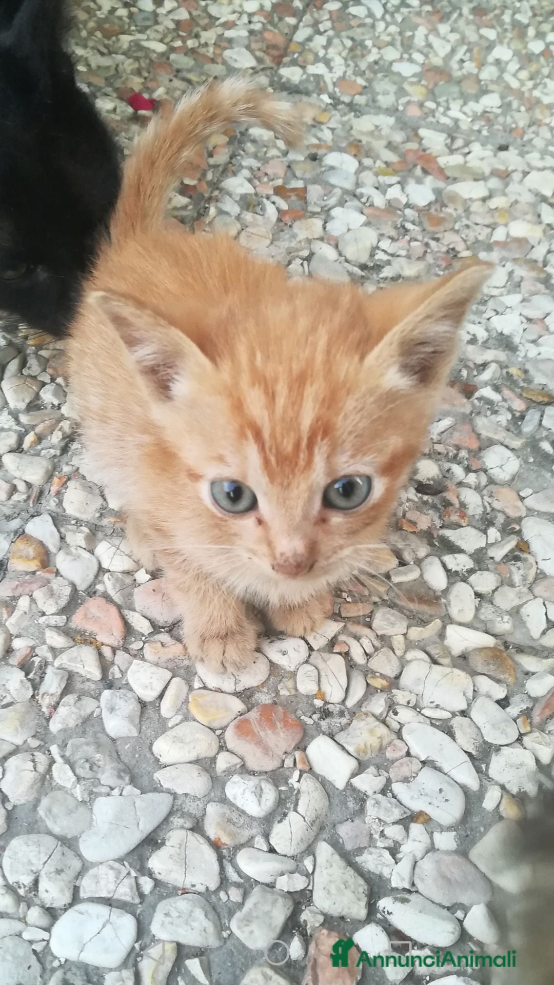 Europeo gatti GATTINI - Annuncio 12