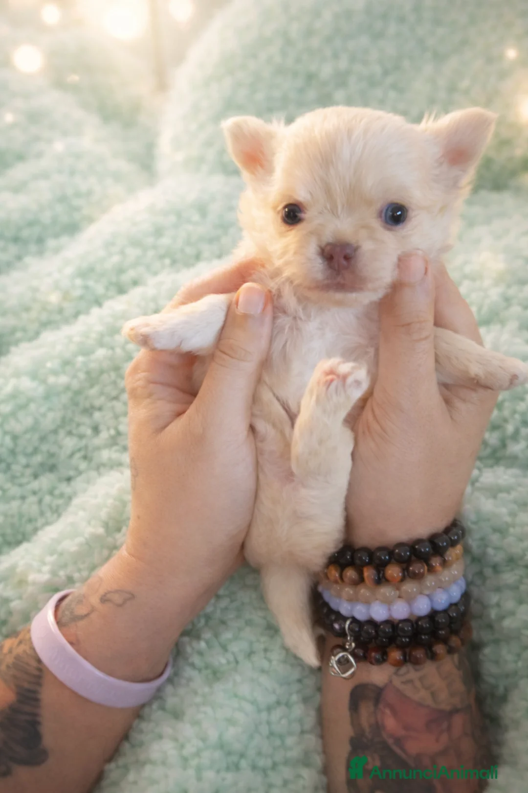 Chihuahua cani in vendita: Maschietti chihuahua - Annuncio 5