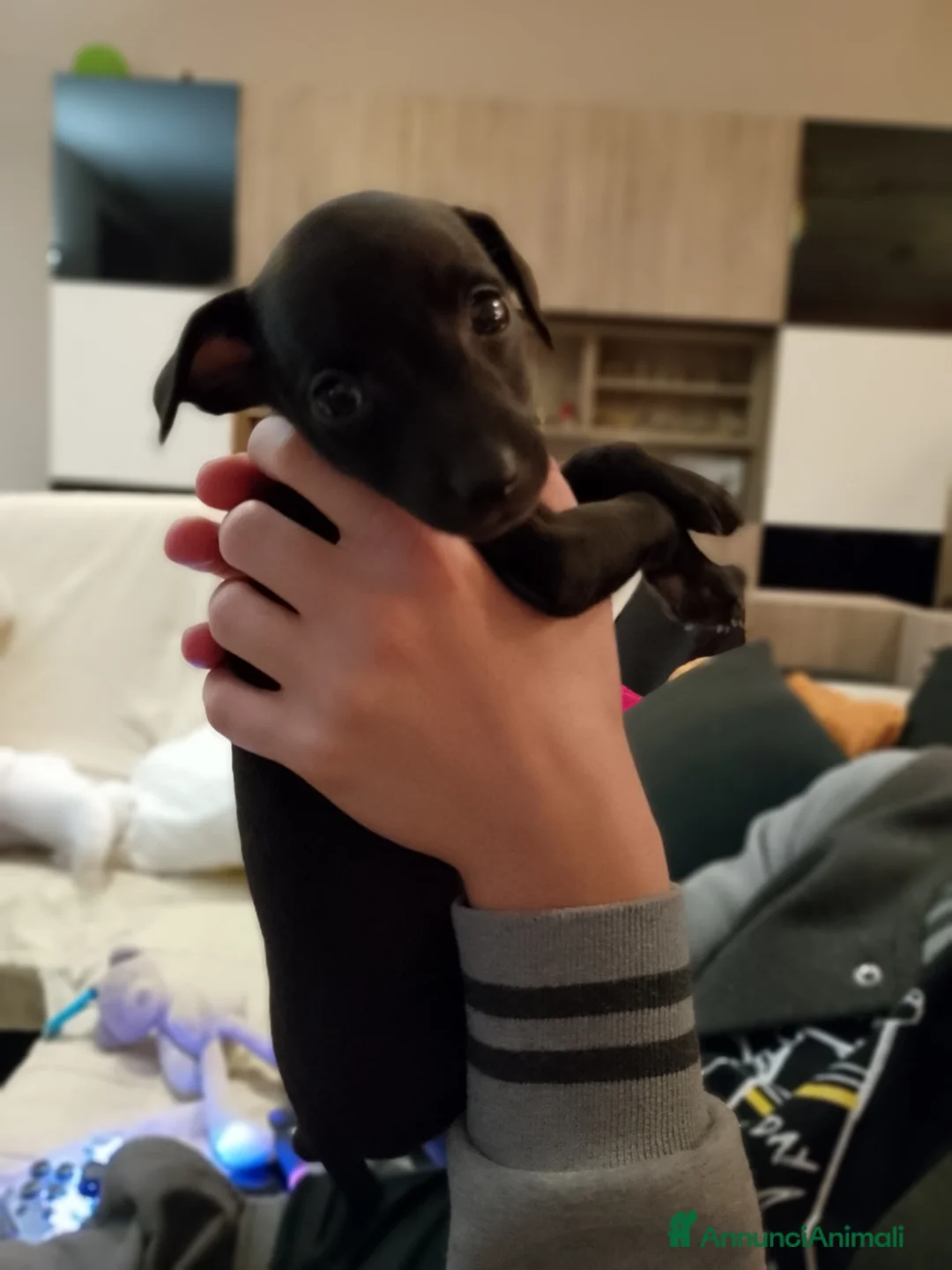 Levriero cani in vendita: Cucciolo maschio nero Piccolo Levriero Italiano - Annuncio 8