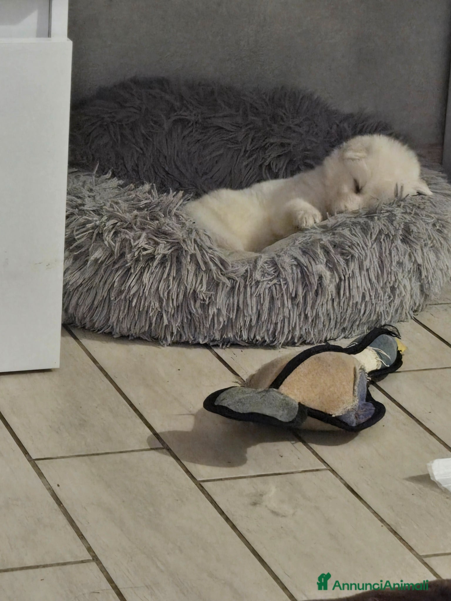 Pastore Svizzero cani Cuccioli pastore svizzero bianco - Annuncio 2