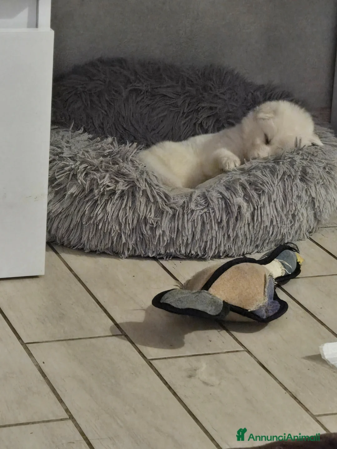 Pastore Svizzero cani in vendita: Cuccioli pastore svizzero bianco - Annuncio 2