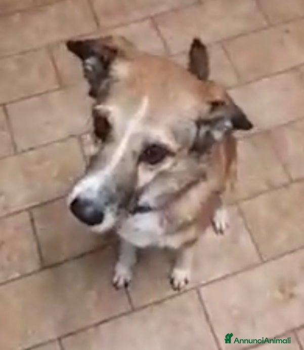 Meticcio cani 8anni kg16 mollata 4anni fa dai padroni.PIACENZA a Città Metropolitana di Milano - Annuncio 1