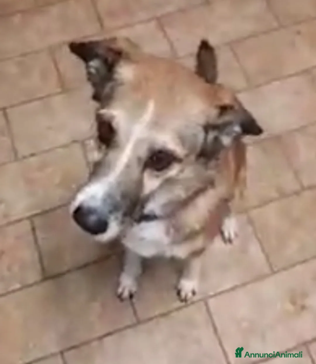 Meticcio cani in regalo: 8anni kg16 mollata 4anni fa dai padroni.PIACENZA a Città Metropolitana di Milano - Annuncio 1