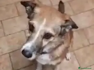 Meticcio cani 8anni kg16 mollata 4anni fa dai padroni.PIACENZA a Città Metropolitana di Milano - Annuncio 21