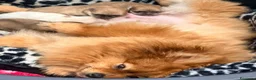 Spitz cani in vendita: Cuccioli di spitz Pomerania  - Annuncio 16