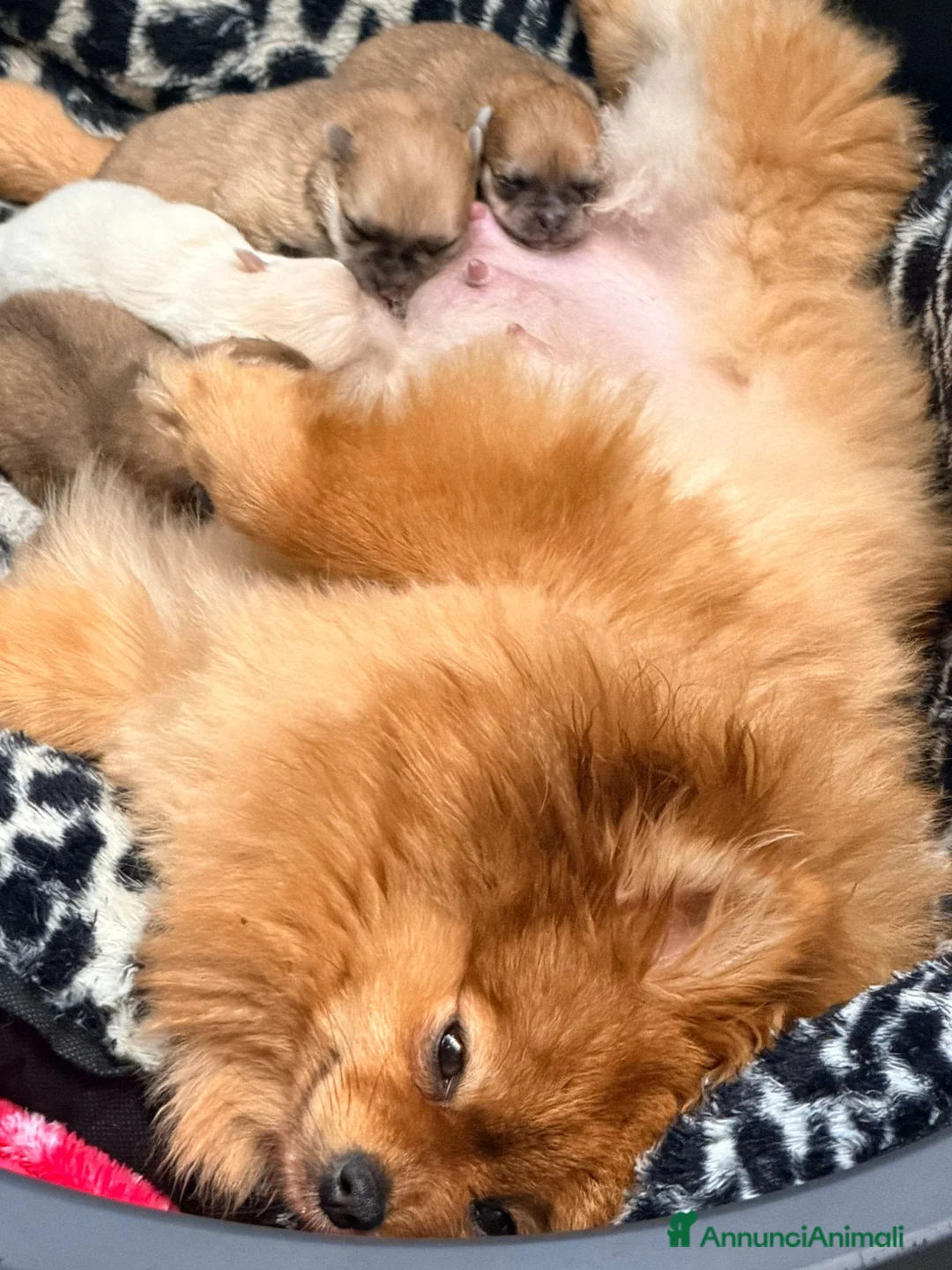 Spitz cani in vendita: Cuccioli di spitz Pomerania  - Annuncio 16