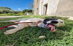 Altre razze cani in regalo: CUCCIOLI  - Immagine 5