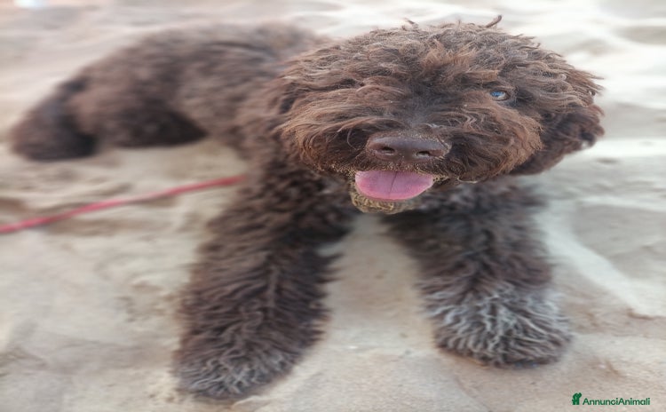 Lagotto cani a Provincia di Chieti - Annuncio 4