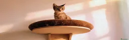 Meticcio gatti in regalo: Siria 5/6 mesi, gattina dolcissima  - Annuncio 1