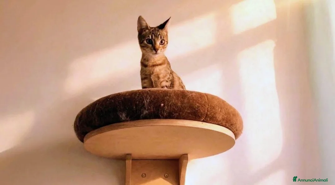 Meticcio gatti in regalo: Siria 5/6 mesi, gattina dolcissima  - Annuncio 1
