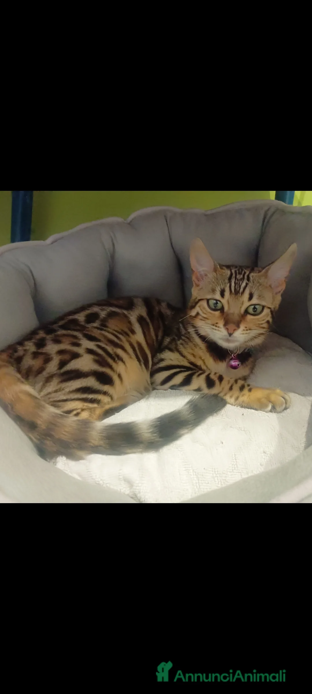 Bengala gatti in vendita: Cuccioli gatto bengala  - Annuncio 3