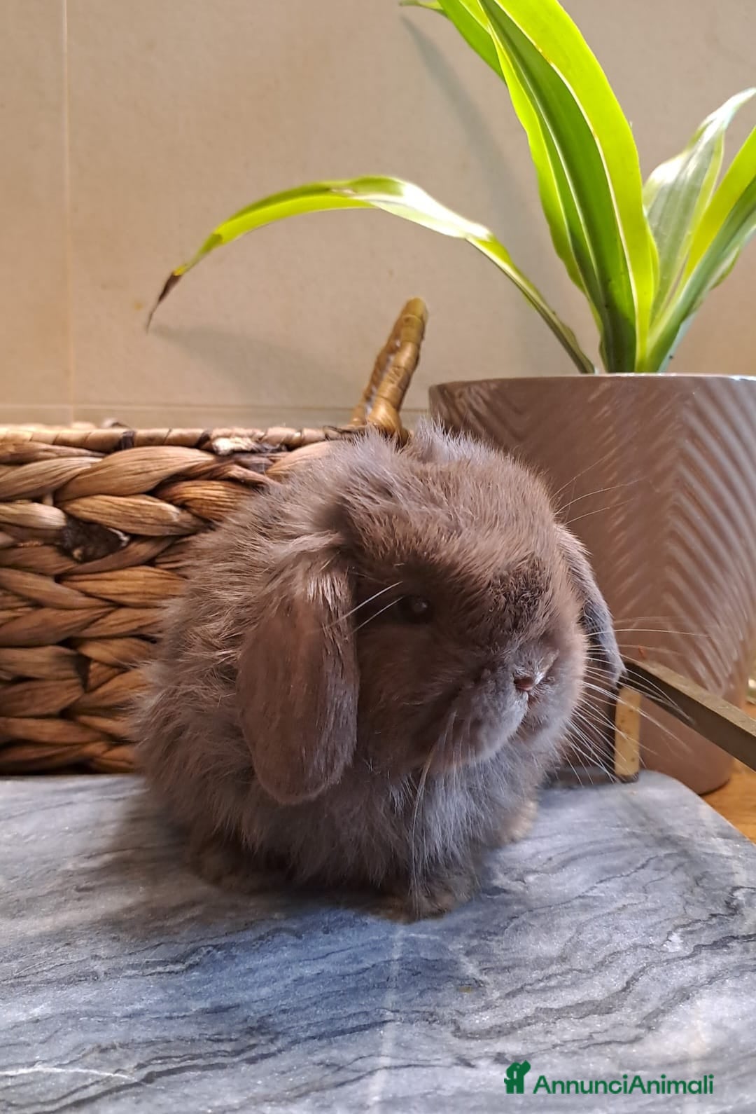 Europeo gatti in vendita: Arieti nani minilop - Annuncio 1