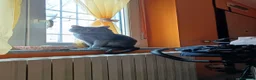 Certosino gatti per accoppiamento: STALLONE GATTO CERTOSINO X MONTA  - Annuncio 7
