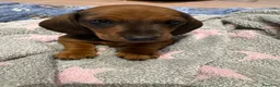 Bassotto cani in vendita: Bassotto a Provincia di Treviso - Annuncio 1