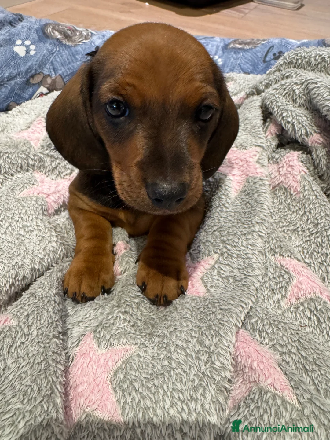 Bassotto cani in vendita: Bassotto a Provincia di Treviso - Annuncio 1