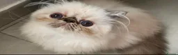 Persiano gatti in vendita: cucciola persiana color point himalaiana - Annuncio 29