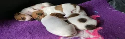Jack Russell cani in vendita: Jack Russell terrier PELO CORTO e BROKEN - Annuncio 7