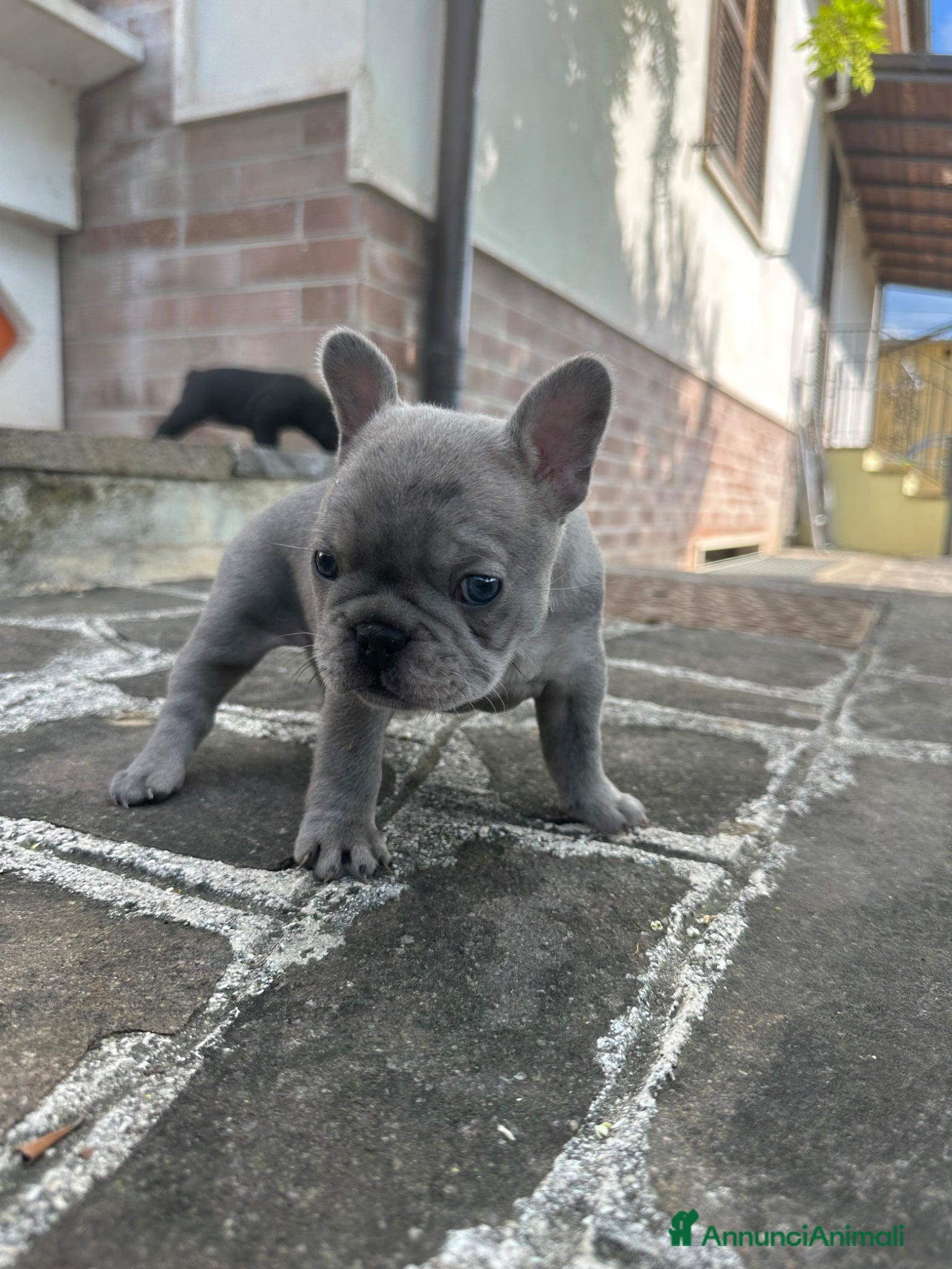 Bulldog Francese cani in vendita: bulldog francese blue e nero tigrato  - Annuncio 4
