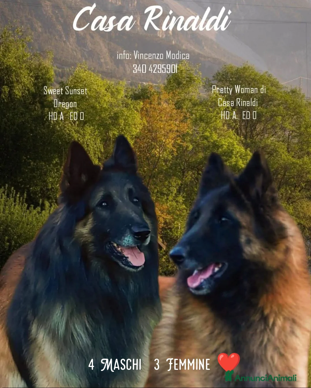 Pastore Belga cani in vendita: Allevamento di Casa Rinaldi  - Annuncio 1