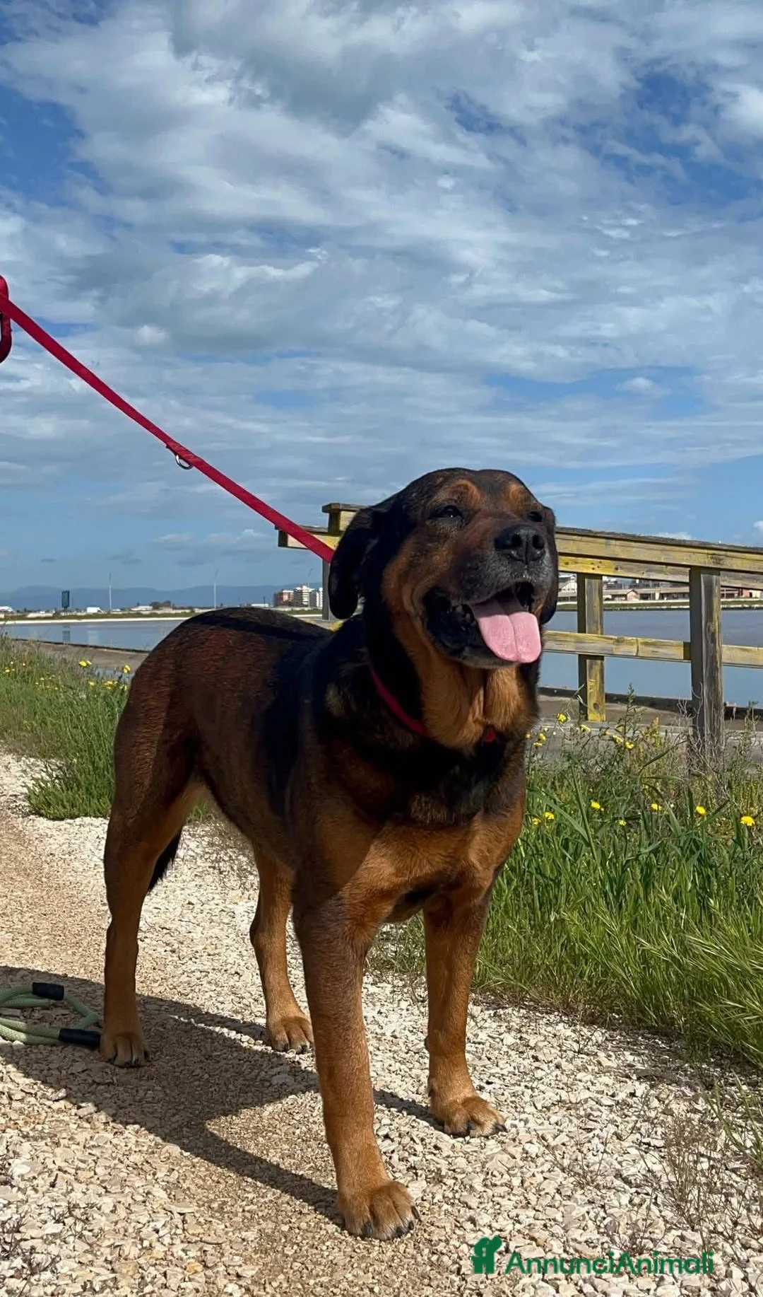 Dogue de Bordeaux cani in regalo: Nina 7 anni - Annuncio 3