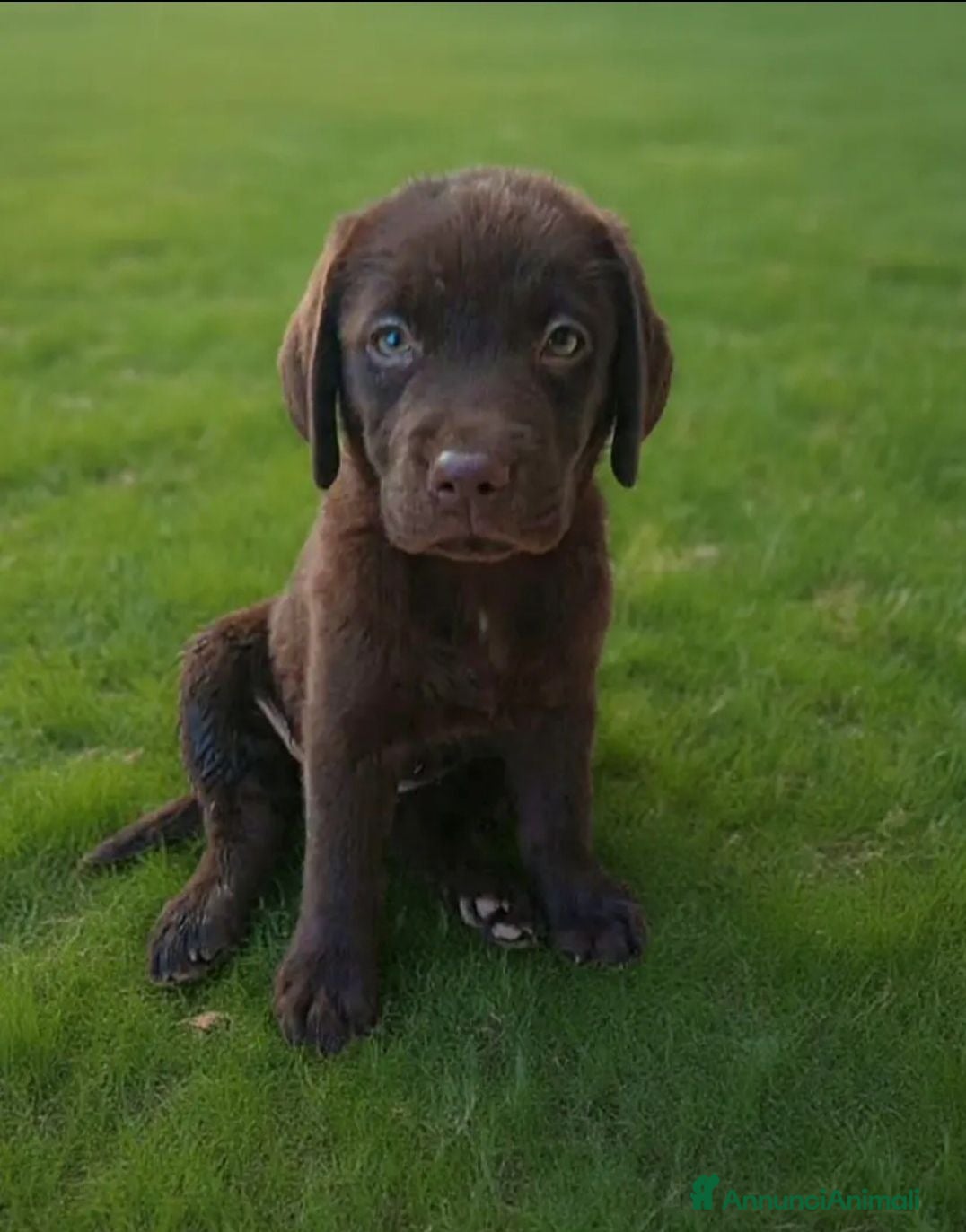 Labrador cani Cuccioli di labrador cioccolato  - Annuncio 1