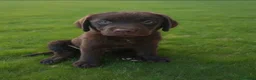 Labrador cani in vendita: Cuccioli di labrador cioccolato  a Provincia di Frosinone - Annuncio 1