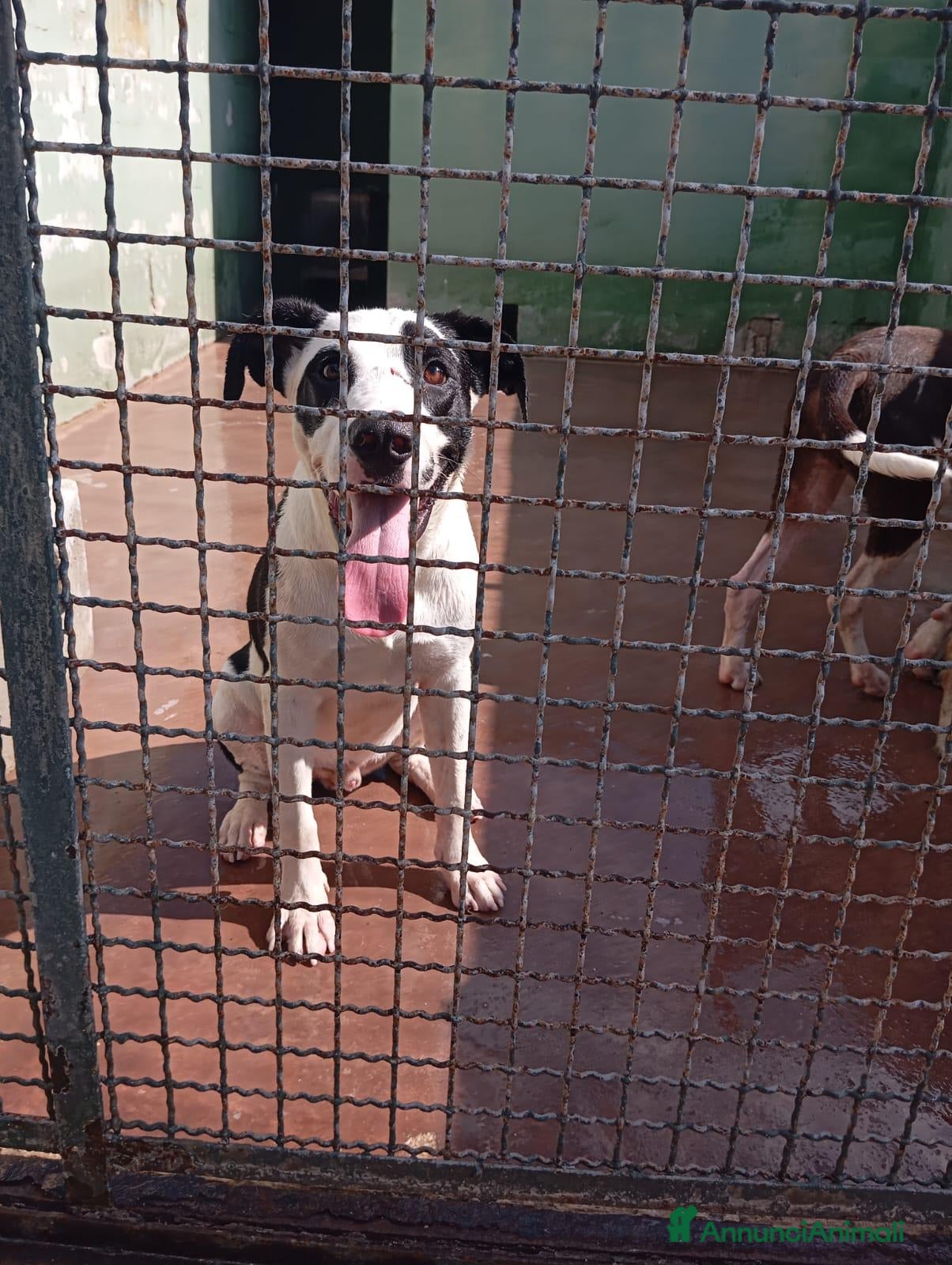 Meticcio cani in regalo: Baloo, mix pittbull!  - Annuncio 6