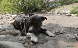 American Staffordshire cani per accoppiamento: Offro gratis meraviglioso Amstaff x accoppiamento a Città metropolitana di Milano - Immagine 2