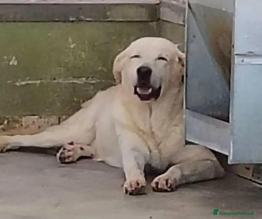 Meticcio cani in regalo:  12ANNI SIMIL LABRADOR IN 1ANGOLO DEL BOX.NAPOLI - Annuncio 2