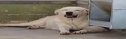Meticcio cani in regalo:  12ANNI SIMIL LABRADOR IN 1ANGOLO DEL BOX.NAPOLI - Annuncio 1