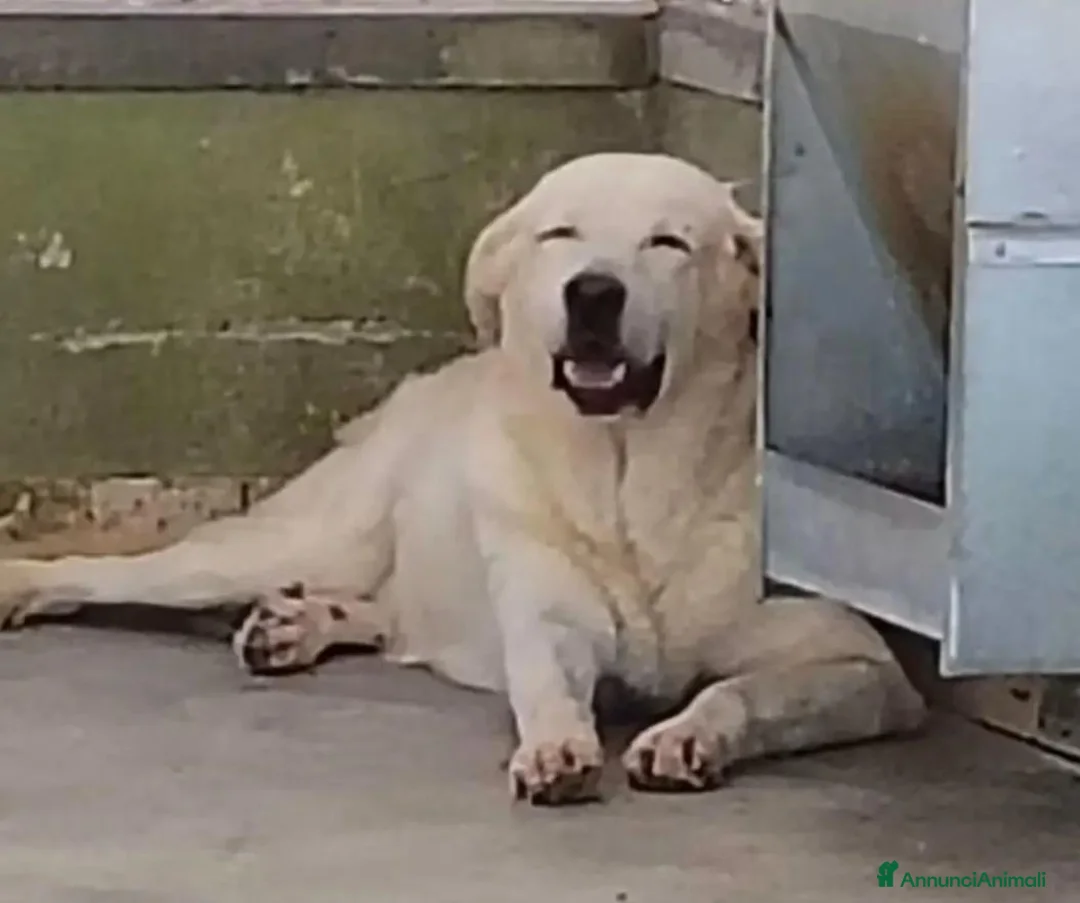Meticcio cani in regalo:  12ANNI SIMIL LABRADOR IN 1ANGOLO DEL BOX.NAPOLI - Annuncio 1